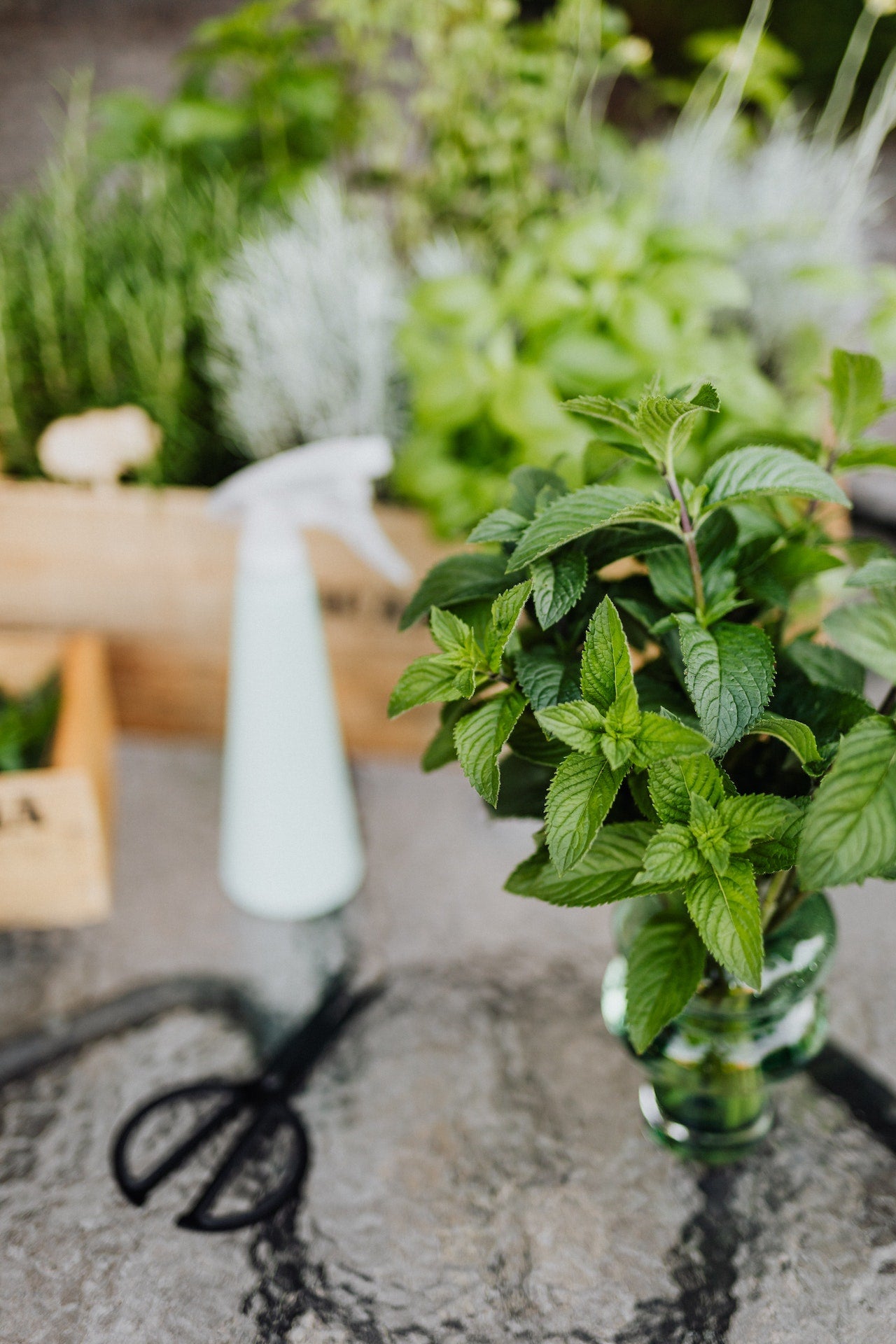 A mint leaf plant