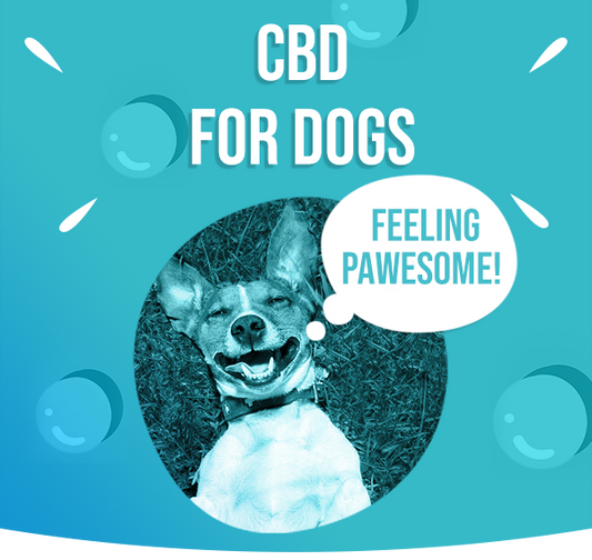 Cbd dogs