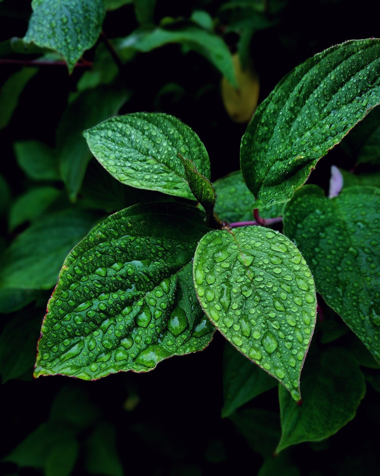 A close up of a mint leaf